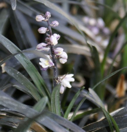 Schlangenbart Nigrescens (Ophiopogon planescapens Nigrescens)