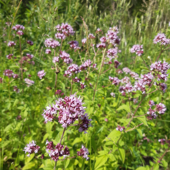 Preview: Wilder Majoran, Echter Dost (Origanum vulgare)