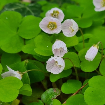 Wald-Sauerklee (Oxalis acetosella)