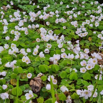 Wald-Sauerklee (Oxalis acetosella)