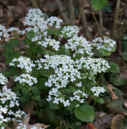 Scheinschaumkraut (Thlapsi macrophylla; var. Pachyphragma macrophylla)