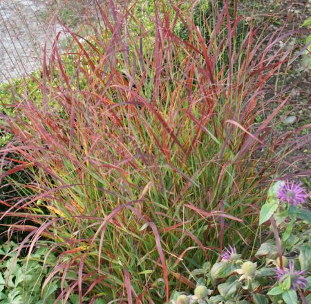 Rutenhirse Hänse Herms (Panicum virgatum Hänse Herms)