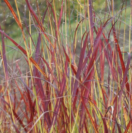 Rutenhirse Shenandoah (Panicum virgatum Shenandoah)