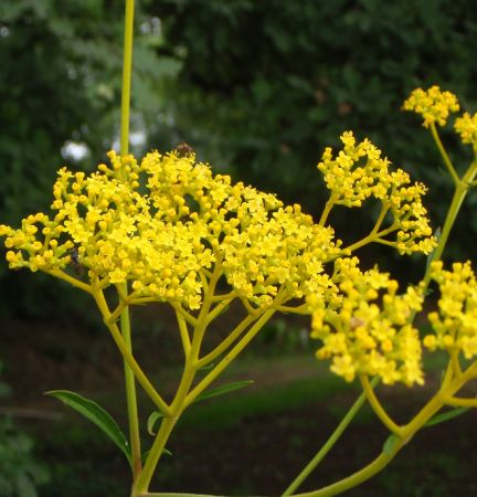 Goldbaldrian (Patrinia scabiosifolia)