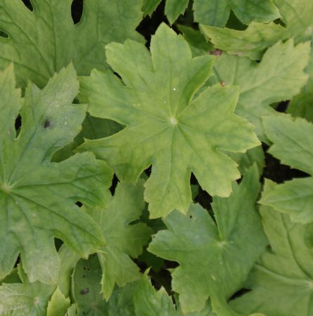 Preview: Peltoboykinia watanabei (Peltoboykinie)