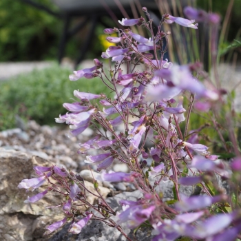 Zwerg-Bartfaden (Penstemon hirsutus Pygmaeus)