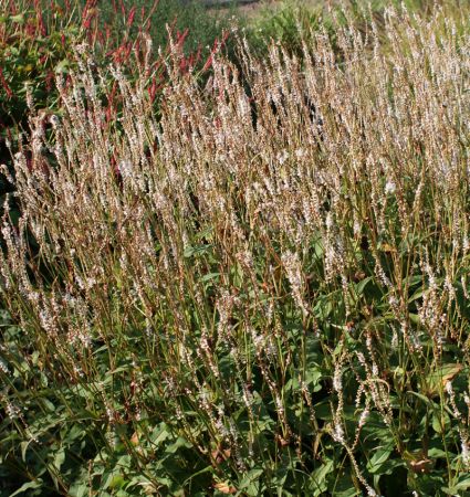 Kerzen-Knöterich Album (Bistorta amplexicaulis syn. Persicaria amplexicaule Alba)