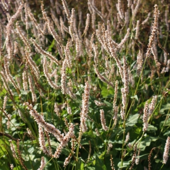 Kerzen-Knöterich Fat White (Bistorta amplexicaulis; syn. Persicaria amplexicaule Fat White)