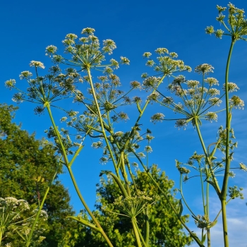 Hirschwurz-Haarstrang (Peucedanum cervaria)