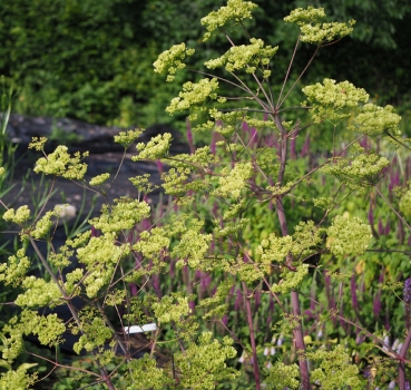 Preview: Riesen-Haarstrang (Peucedanum verticillare)