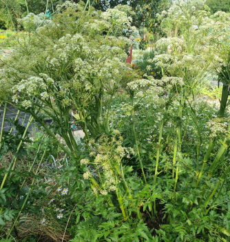 Preview: Hirschwurz-Haarstrang (Peucedanum cervaria)