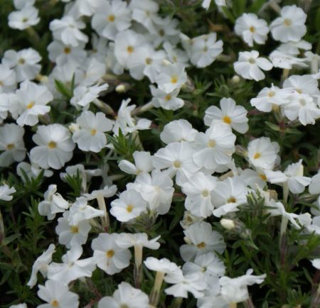 Polster-Phlox White Admiral (Phlox douglasii White Admiral)