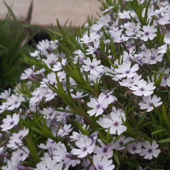 Polsterphlox Minuetto (Phlox douglasii Minuetto)