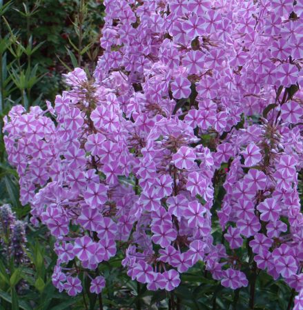 Phlox maculata Natascha (Wiesen-Phlox)