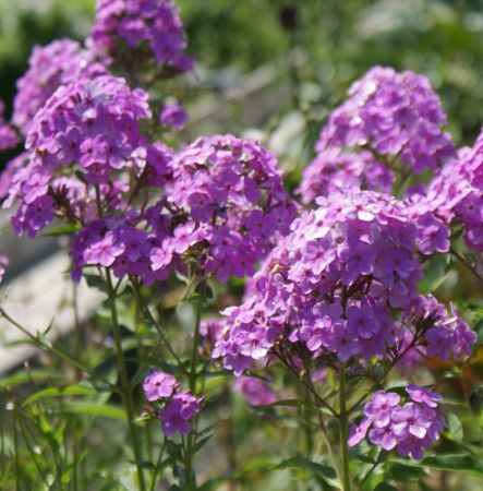 Hoher Sommerphlox Hesperis (Phlox paniculata)