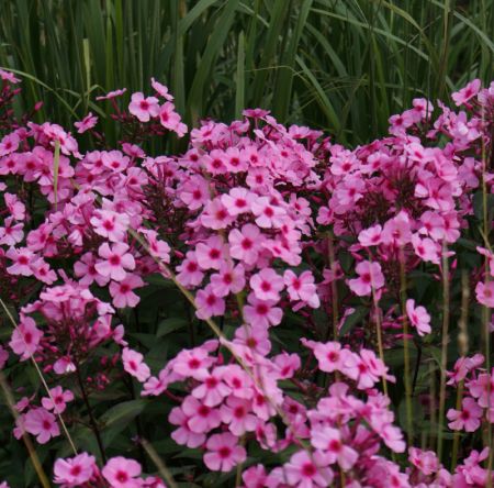 Hoher Sommer-Phlox Argus (Phlox paniculata Argus)