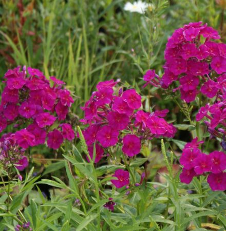 Hoher Sommer-Phlox Furioso (Phlox paniculata)