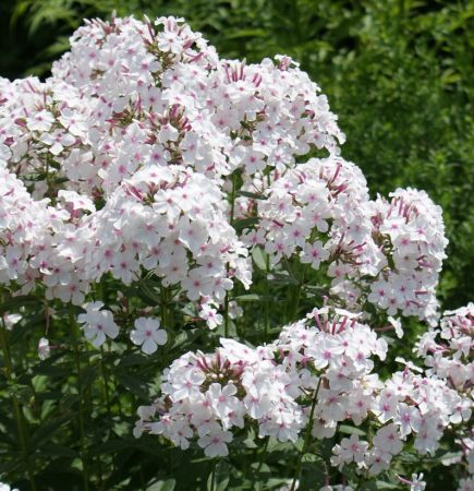 Hoher Sommer-Phlox Nirvana (Phlox paniculata)