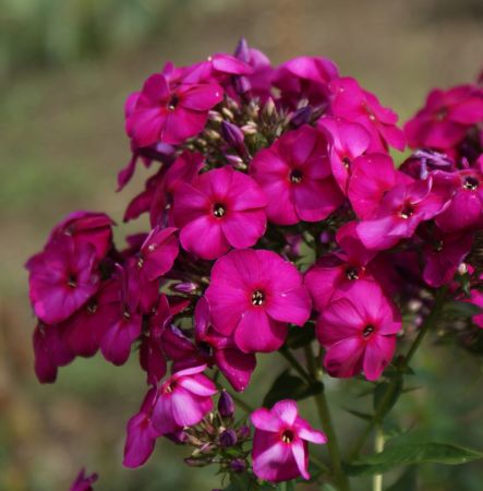 Phlox paniculata The King (Hoher Sommer-Phlox)