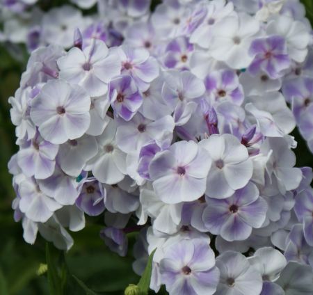 Hoher Sommer-Phlox Violetta Gloriosa (Phlox paniculata)