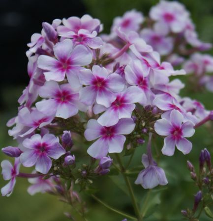 Hoher Sommer-Phlox Wildfang (Phlox paniculata)