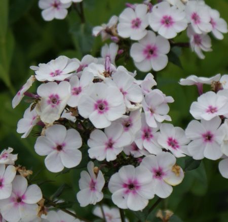 Hoher Sommer-Phlox Zauberspiel (Phlox paniculata)