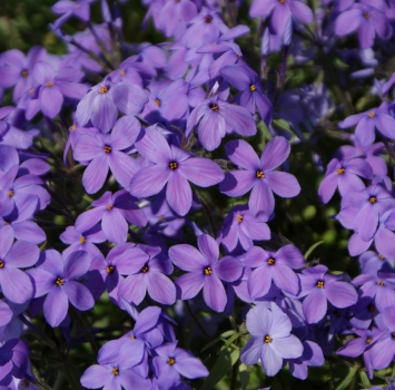 Wander-Phlox Purpurea (Phlox stolonifera)