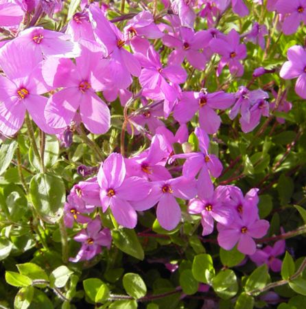 Wander-Phlox Home Fires (Phlox stolonifera Home Fires)