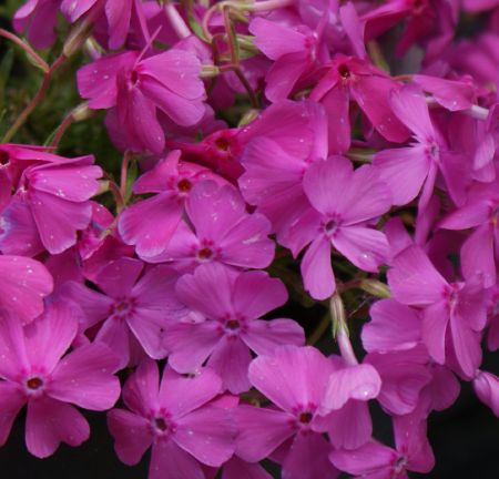 Polster-Phlox Mc Daniels Cushion (Phlox subulata Mc Daniels Cushion)