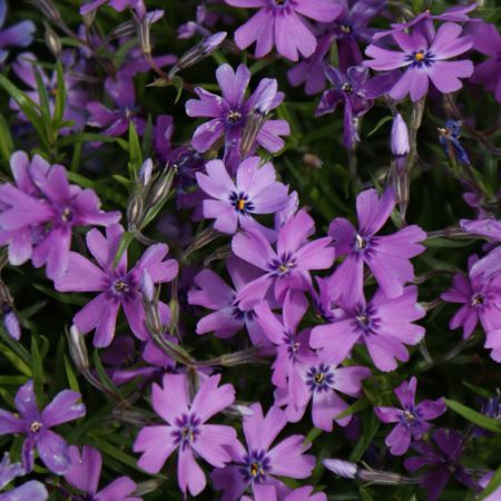 Polster-Phlox Purple Beauty (Phlox subulata Purple Beauty)