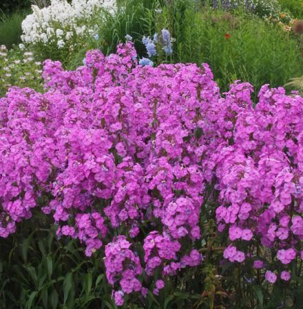 Phlox maculata Rosalinde (Wiesen-Phlox)