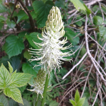 Ährige Teufelskralle (Phyteuma spicatum)