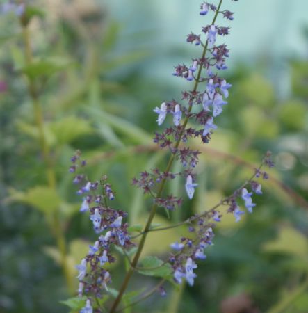 Weihrauchpflanze (Plectranthus excisus)