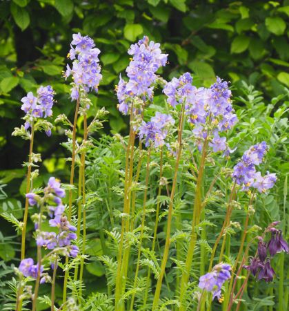 Jakobsleiter (Polemonium caeruleum)