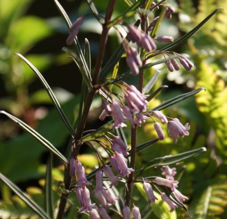 Salomonsiegel (Polygonatum curvistylum)