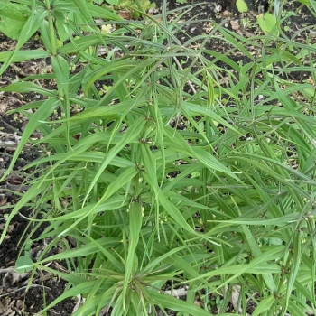Quirlblütiger Salomonsiegel (Polygonatum verticillatum)