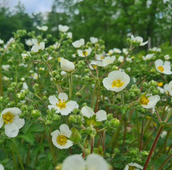 Preview: Felsen - Fingerkraut (Potentilla rupestris, Syn. Drymocallis rupestris)