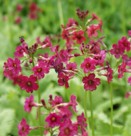 Japan-Primel, Etagen-Primel (Primula japonica Millers Crimson)