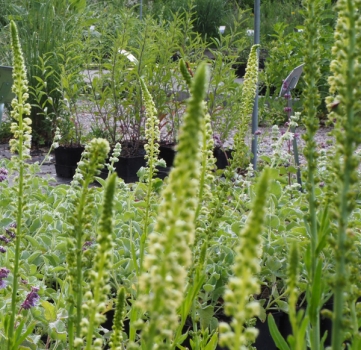 Gelber Wau (Reseda lutea)