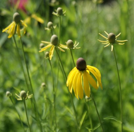 Präriesonnenhut (Ratibida pinnata)