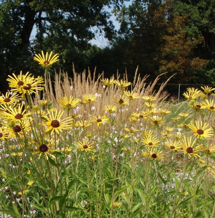 Filziger Sonnenhut Henry Eilers (Rudbeckia subtomentosa Henry Eilers)