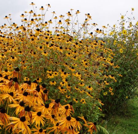 Oktober-Sonnenhut, Schleier-Sonnenhut Prairie Glow (Rudbeckia triloba Prairie Glow)