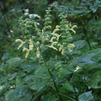 Klebriger Salbei, Gelber Wald-Salbei (Salvia glutinosa)