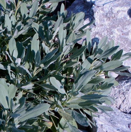 Spanischer Salbei, Lavendelblättriger Salbei (Salvia lavandulifolia)