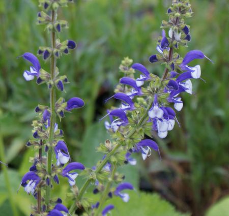 Wiesensalbei Weiß-Blau (Salvia pratensis Weiß-Blau)