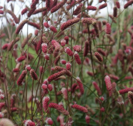 Wiesenknopf Pink Tanna (Sanguisorba officinalis Pink Tanna)