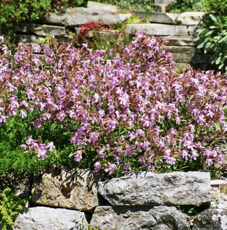 Sommer-Seifenkraut Max Frei (Saponaria x lempbergii Max Frei )