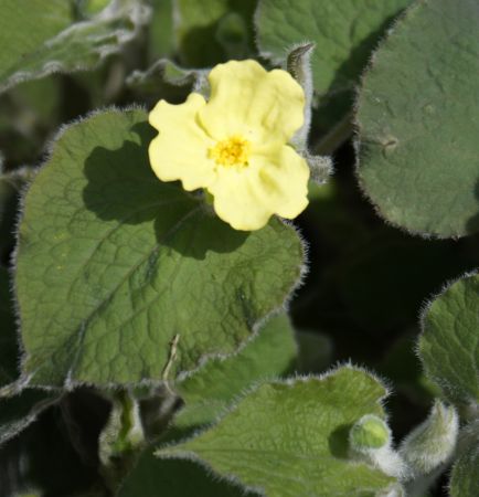 Samtherzblatt (Saruma henryi)