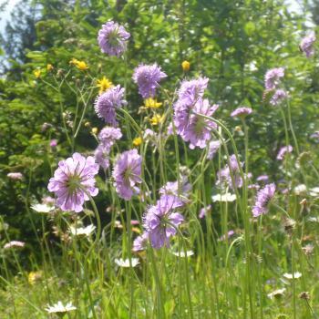 Glanz-Skabiose (Scabiosa lucida)