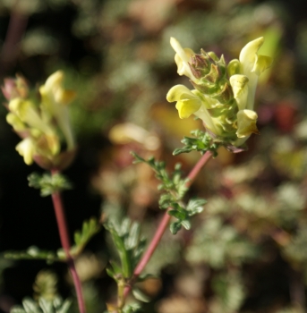 Helmkraut (Scutellaria orientalis var. pinnatifida)